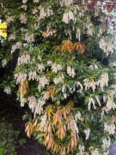 Load image into Gallery viewer, Emerald Bloom Drop Earrings | Floweredsky Designs