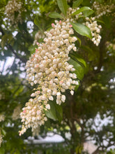 Load image into Gallery viewer, Pearl-Kissed Golden Pieris Pendant